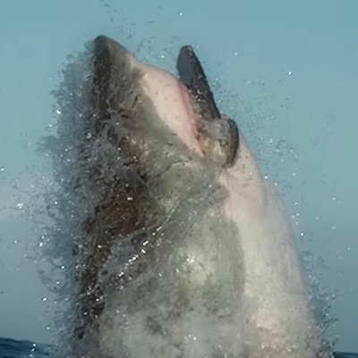 Jaws (feat. 1Sadboii) - Single