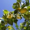 Fresco - Yago G lyrics