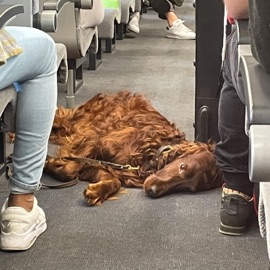 בושה / בודד לחם לבן