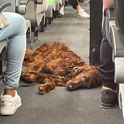 בושה / בודד - Single