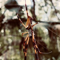 Spider - Single - GuinoTheProphet