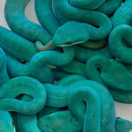 SNAKE (feat. BEATSBYJAXX) [BEATSBYJAXX Remix] Asa V