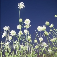 Woo (feat. Yuri Online) - Single - .nemo