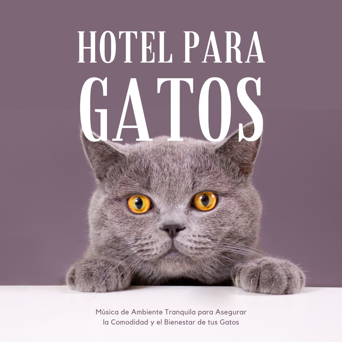Hotel para Gatos - Música de Ambiente Tranquila para Asegurar la Comodidad  y el Bienestar de tus Gatos - Album by Private Cabana - Apple Music