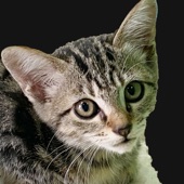 rescued kitty is gonna join my Life artwork