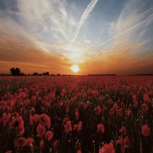Amapolas