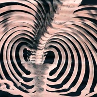 Sumo - Single - ERLAX