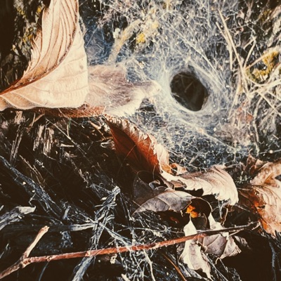 The Overgrown Tomb - Single