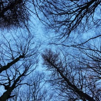 Disparate Cohesion - Moosifear