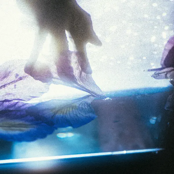 iris by 草刈愛美, mabanua & YonYon – Apple Music