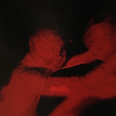 2AM (feat. EION & Jizzy's Secret) - Single