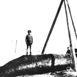 Truant Boy Jarla