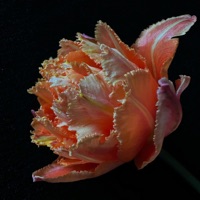 Close To Me - Single - Zęby