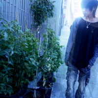 Fall Like a Leaf - Single - i9bonsai