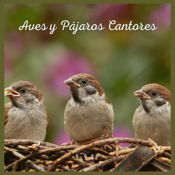 Aves y Pájaros Cantores