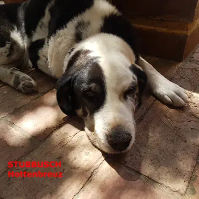 Escucha Hottenbreuz de Stubbusch
