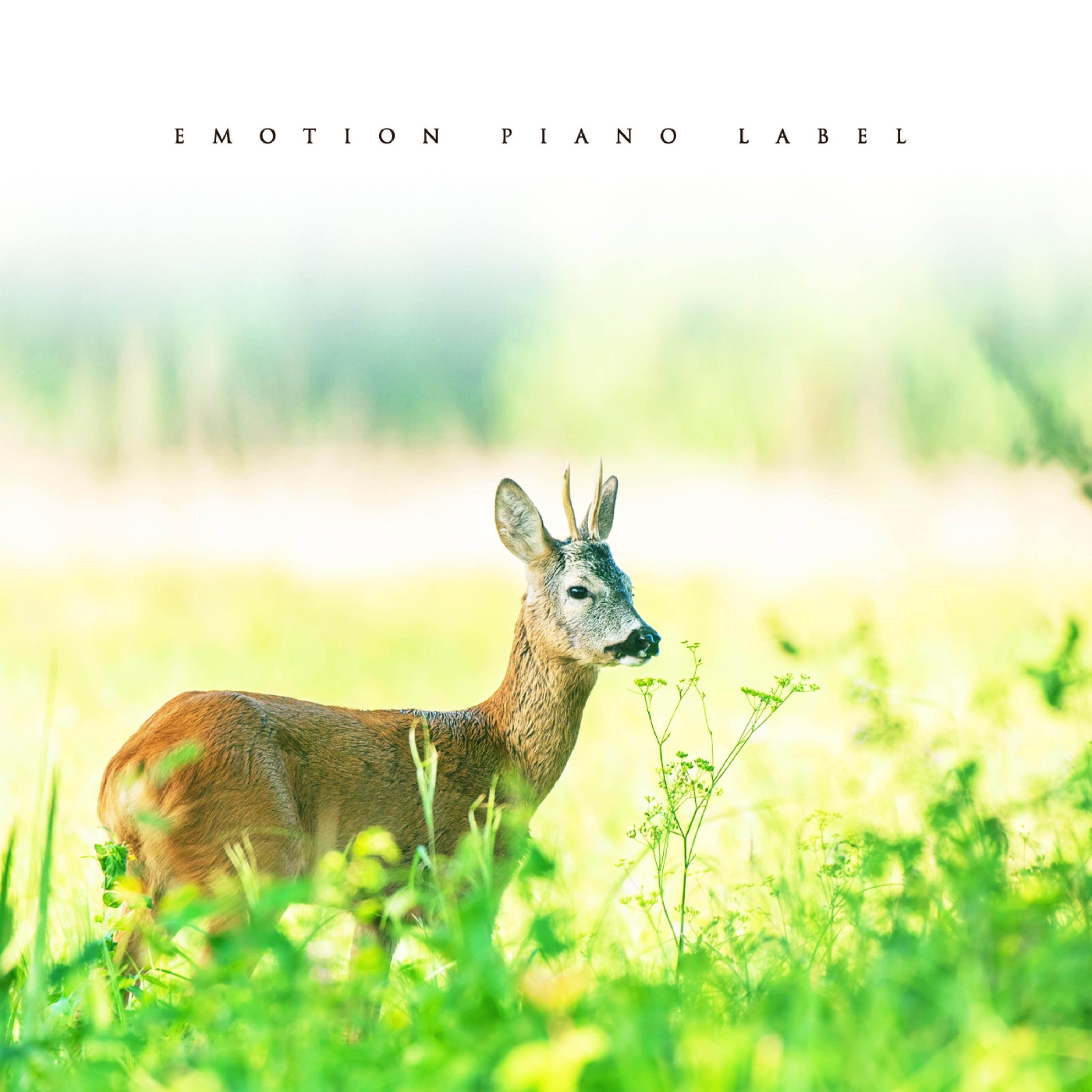 Relaxing mind to regain meditation (Sensibility New Age piano)