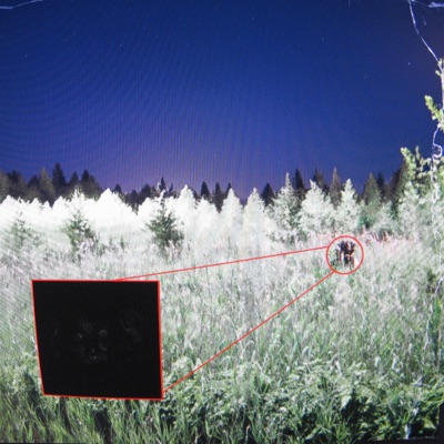 SALVIANOTSATIVA - Alluhad2do