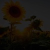 Girassóis De Van Gogh (Cover) - Single