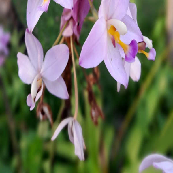Aisiriana