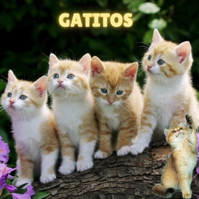 Dj Shaggy - Gatitos