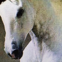 Flex Up - Single - Congo Serre