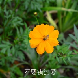 不要错过爱 (伴奏版) 罗心洁 & 宪明