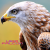 Falcon - EP - Uiiga