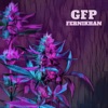 GFP - Single