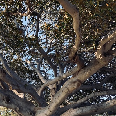 Trees of Life - Single