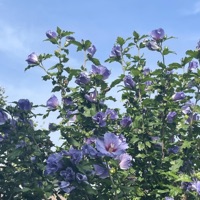 hoch - Single - headless_DATA