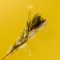 Amei - Lexer lyrics