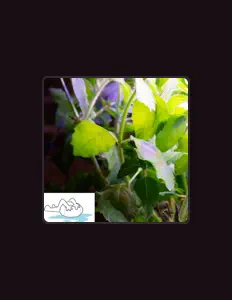 Ascolta TNWS, guarda video musicali, leggi la biografia, vedi le date del tour & altro!