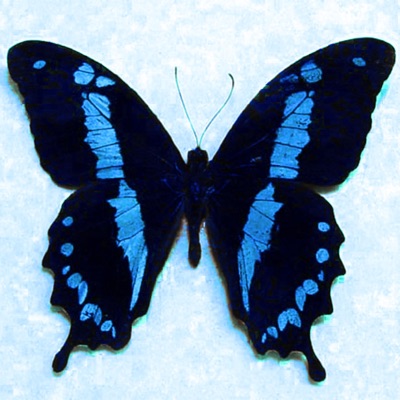 Butterfly Mob - Single