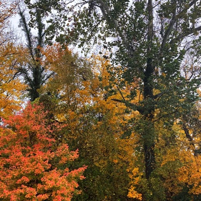 Why (feat. Lil Uber) - Single