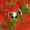 Navidades en Cataño - Chuwi lyrics