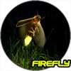 Firerfly - Single