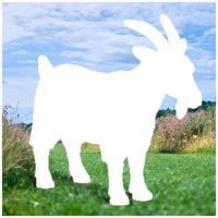 Kein Bock - Single - Herr Jan