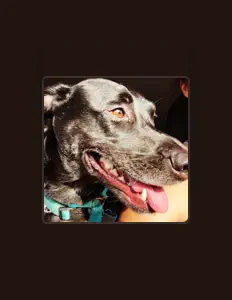 MattMan!を聴いたり、ミュージックビデオを鑑賞したり、経歴やツアー日程などを確認したりしましょう！