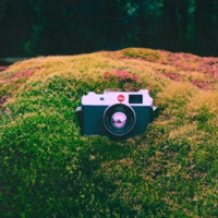 Mourning Fog (feat. Peter Morén) - Single - Crane Like the Bird