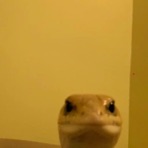 Snakes - Single