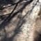 A Wolf in City - Shingo lyrics