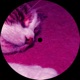 Millie Direct Single