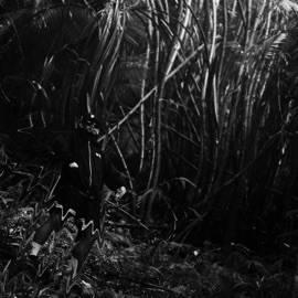 ISLAND BOY (feat. Meta Sarmiento) [META MOB Remix] Jed