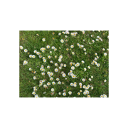 Ничего хорошего - FACE