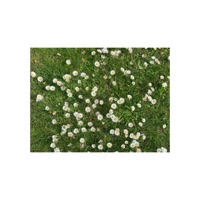 Ничего хорошего - FACE