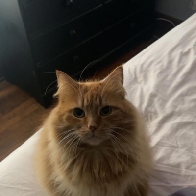 Firkle Scissorhands - Single