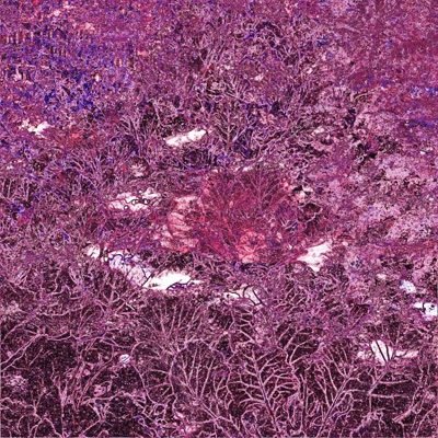 Some Dog Songs - Single