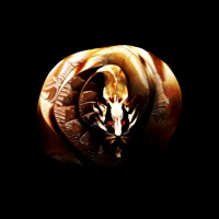 Зелёный деревянный дракон - Single - Скопление