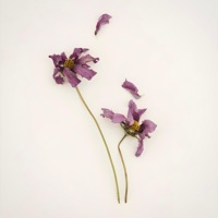 Onesided Lovestory - Single - NAYM